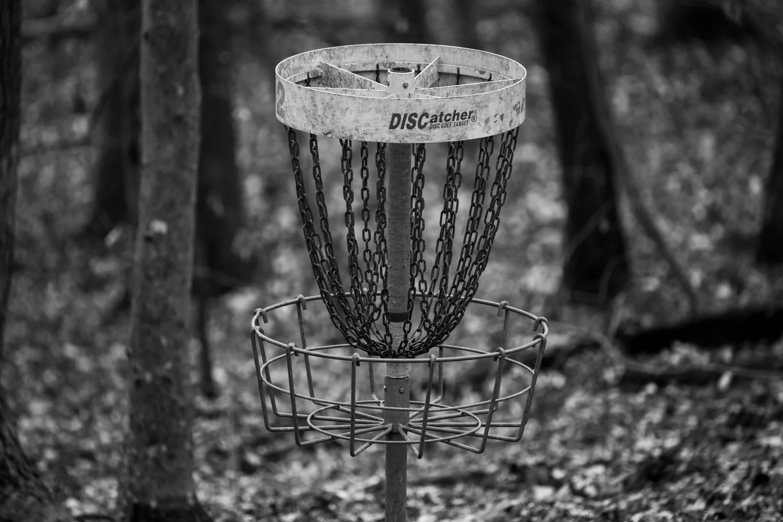 Mustavalkoinen kuva frisbeegolfkorista metsässä